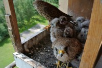 /album/a13-6-2013/rodinka-2-jpg/